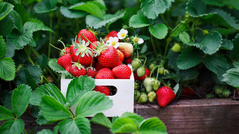 strawberries in wooden box with plant