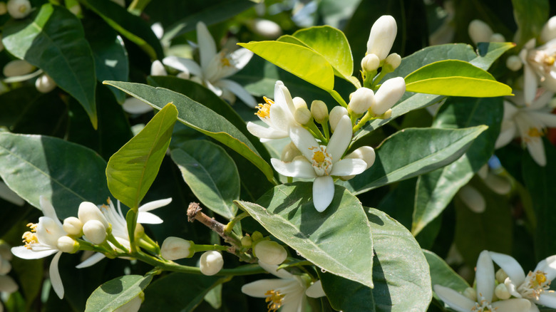 Orange-blossom flowers
