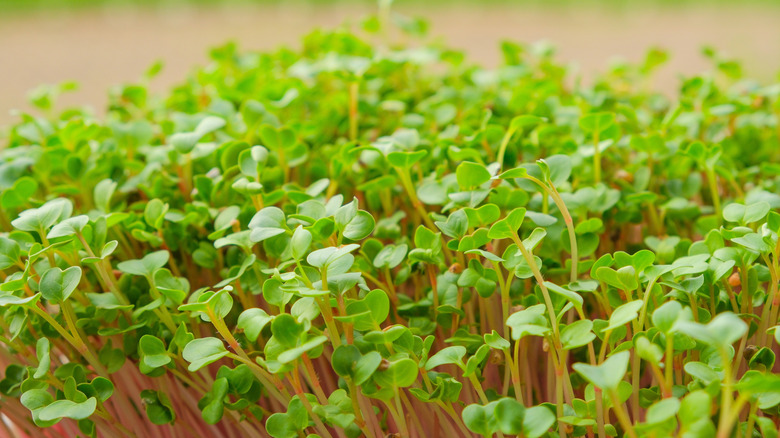 red radish microgreen seeds sprouting in the microgreen tray