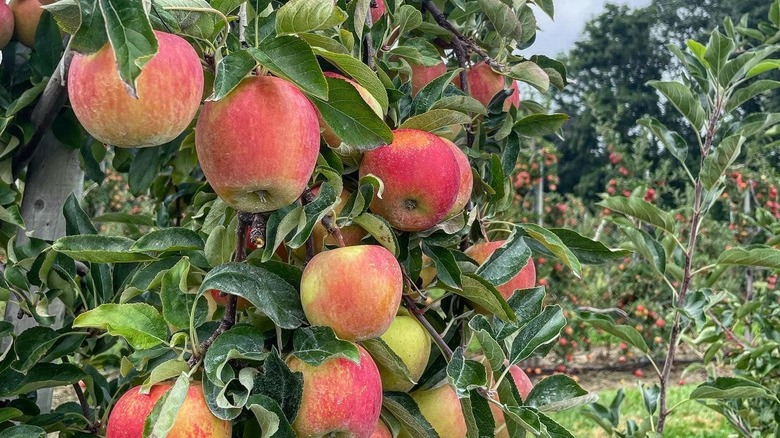Apple trees at Beardsley's Cider Mill and Orchard