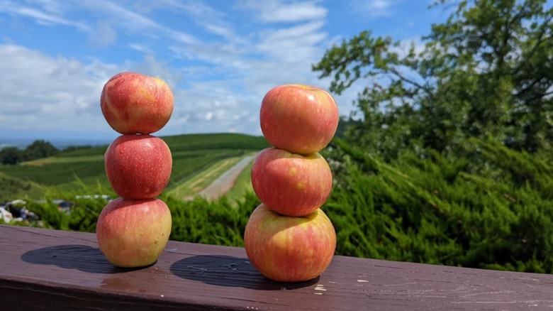 Apples piled on top of each other with views of Carter Mountain Orchard in the background