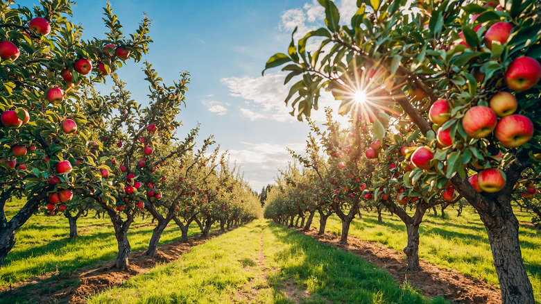 A sunlit apple orchard with rows of apple trees