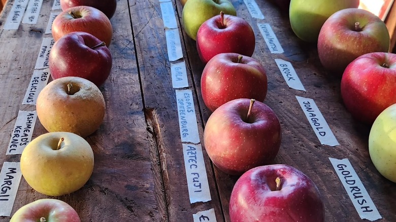 Various types of apples on display with labels at McDougal Orchards