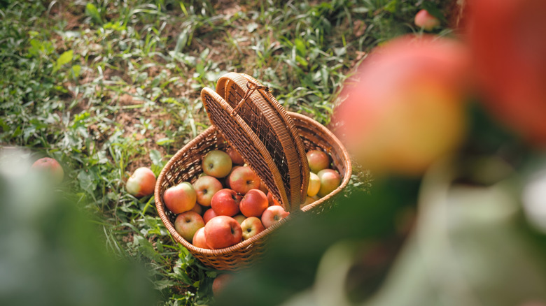 Apples in a basket on the grassy ground at an orchard