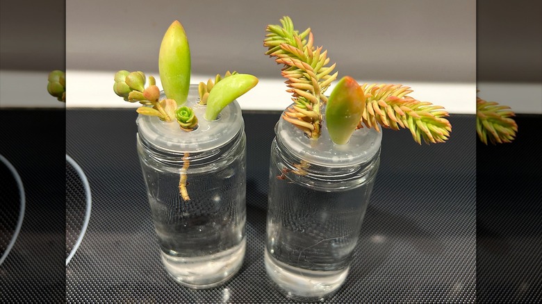 Two spice jars hold several plant cuttings.