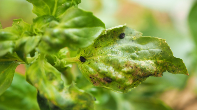 A close up of a basil leaf showing blackened leaves and a pest infestation