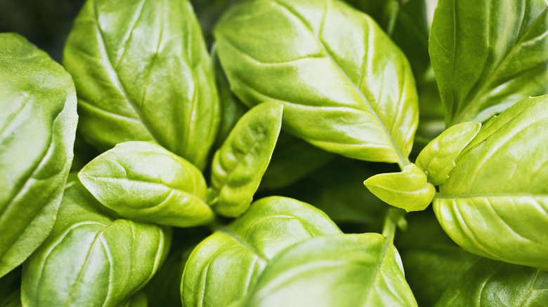 A top-down close up of a health basil plant showing vibrant new leaf growth