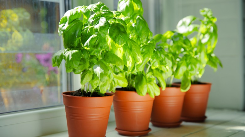 A row of four basil plants in pots on a windowsill in direct sunlight