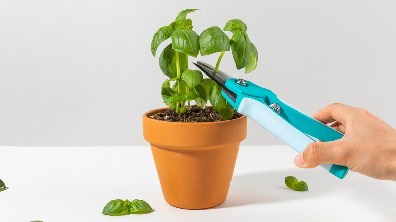 Someone using pruners to take a cutting from a compact basil plant