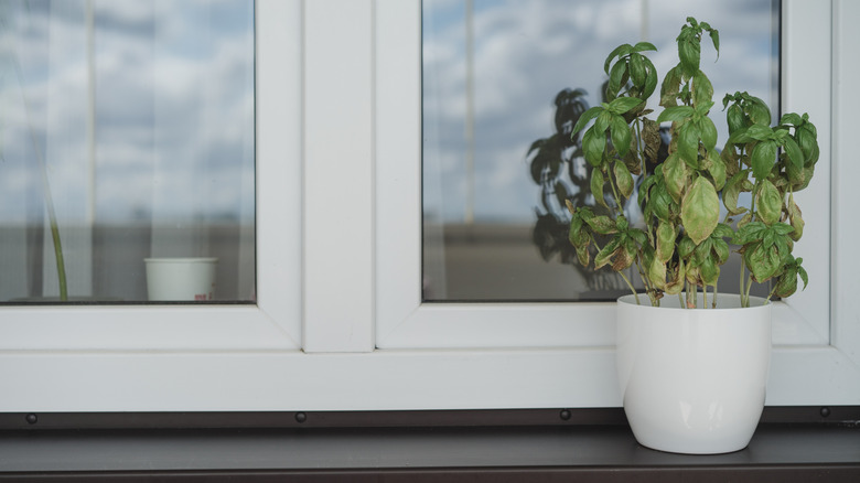 A basil plant outside a window showing signs of stress with some dry and curled leaves