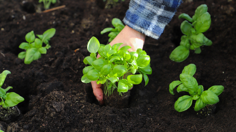 A person potting a basil plant with several other planted basil shown around it