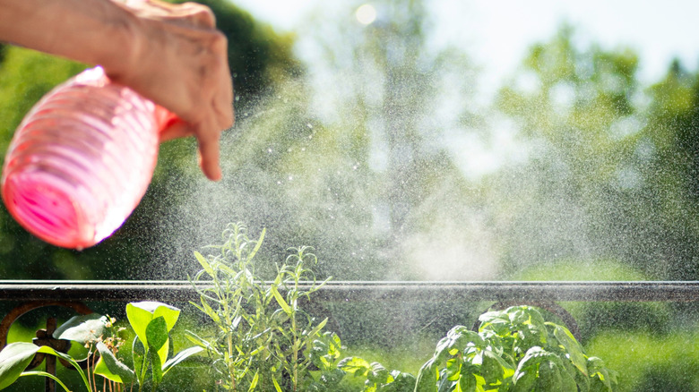 A person spraying their container of herbs, including a basil plant, with a water bottle