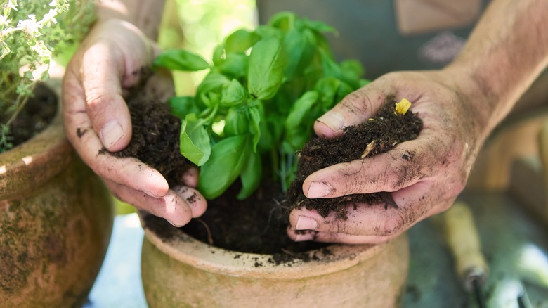 A new basil plant planted in a large clay pot with someone filling it with fresh compost