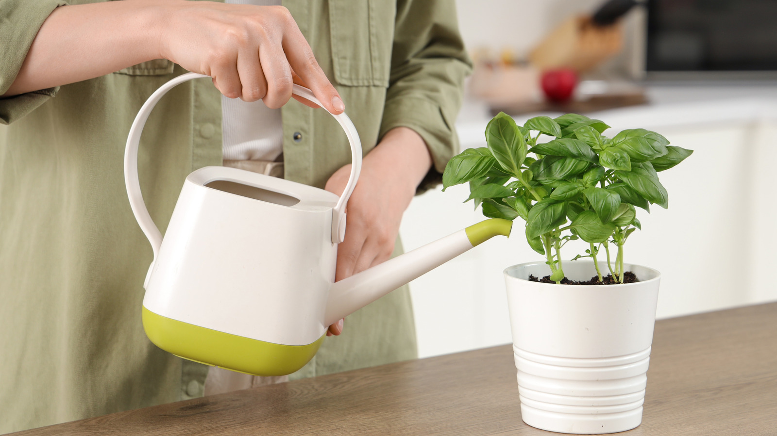 16 Essential Tips On Growing Basil All Year Round - Tasting Table