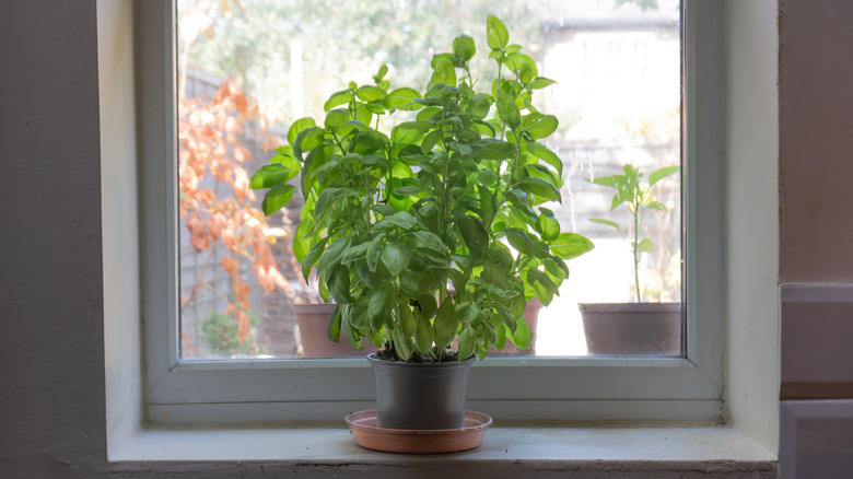 A large and luscious basil plant growing well on a windowsill with outside plants shown in the background