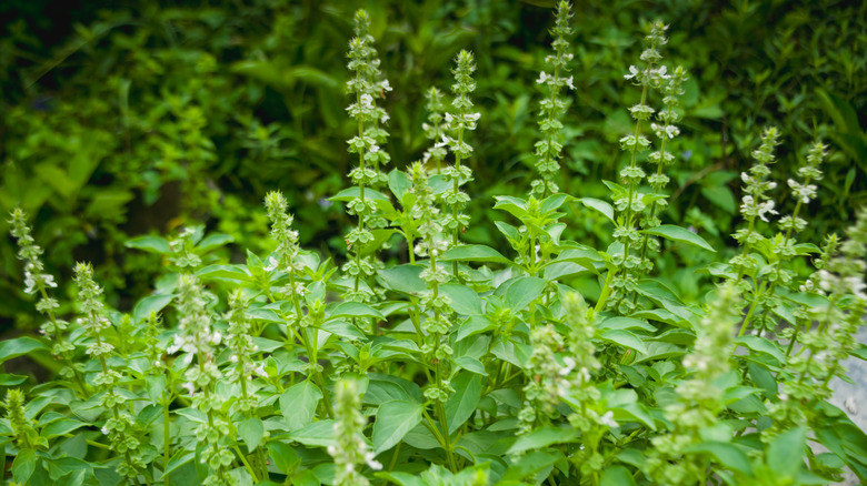 A large basil plant outdoors showing what the plant looks like once it starts flowering