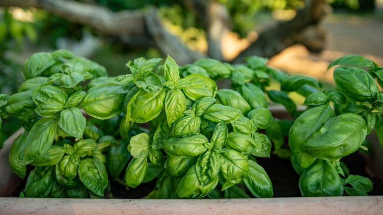 Three basil plants shown growing outside in a rectangular garden pot