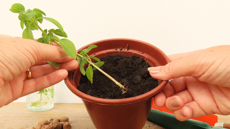 A close up of a person potting a basil cutting that has started to form roots