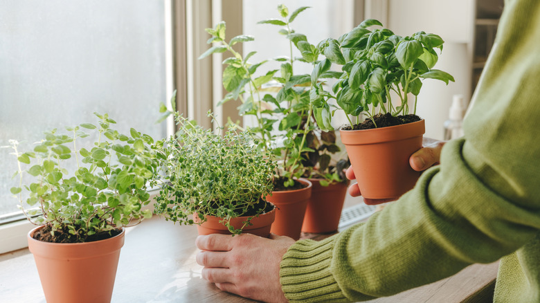 A person with a basil pot in their hand seemingly rotating herbs on their windowsill