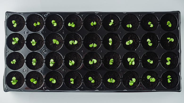 A top-down view of 36 basil seedlings in a large seed tray on a blank background