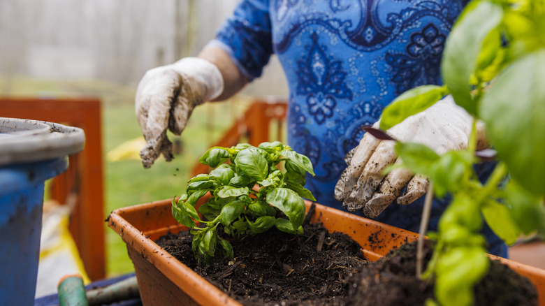 Someone planting a basil plant in a long container while using fresh compost