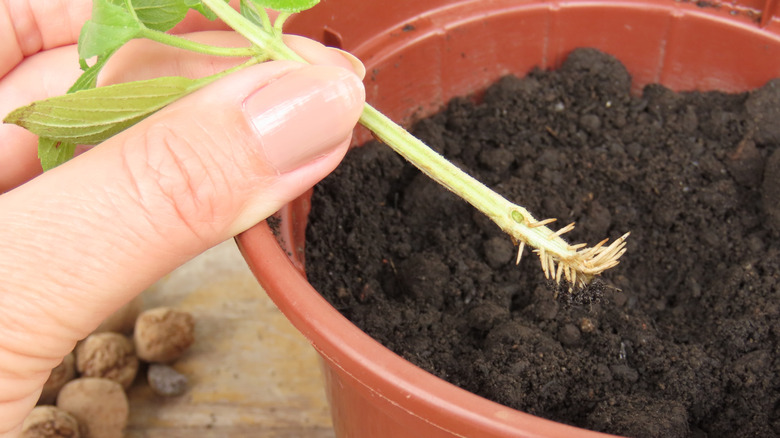 A fresh basil cutting showing the development of new roots from the stem
