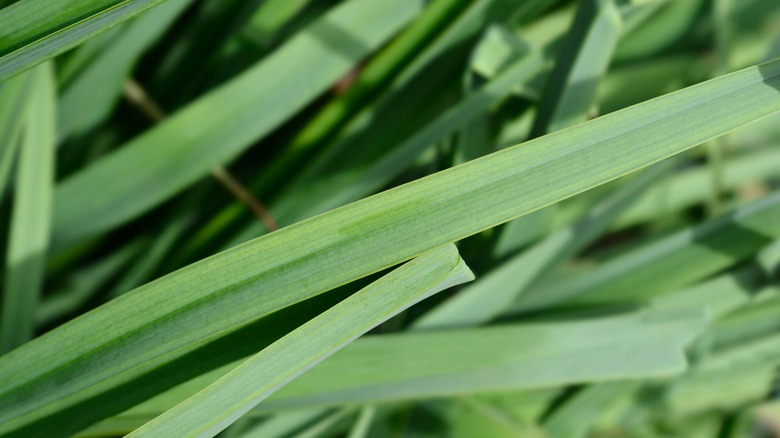 Close up of long, narrow asphodel leaves