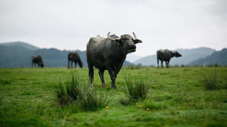 Water buffalos grazing in mountains