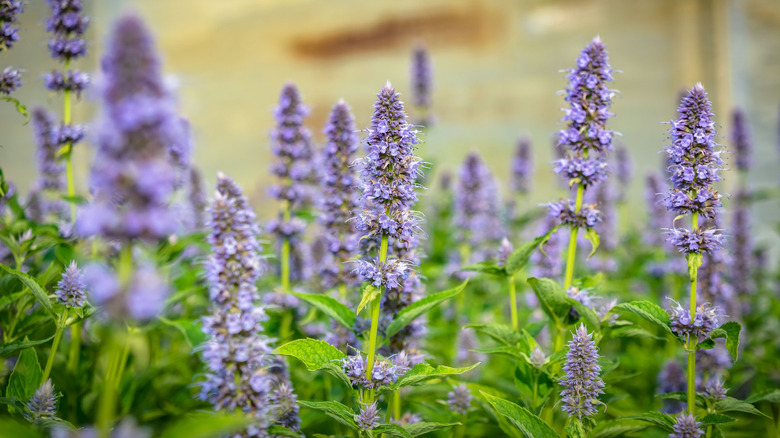 Purple flowers of anise hyssop