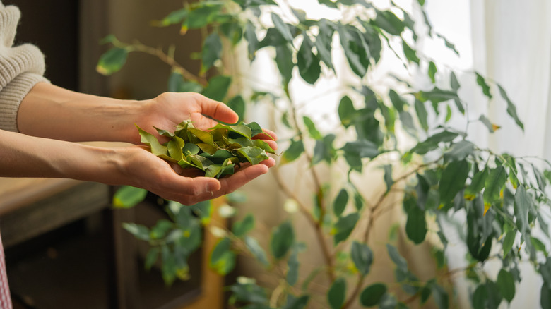 Woman holding bay leaves in front of an indoor bay laurel tree