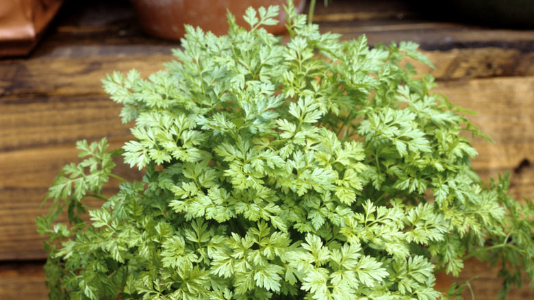 Chervil plant on back porch