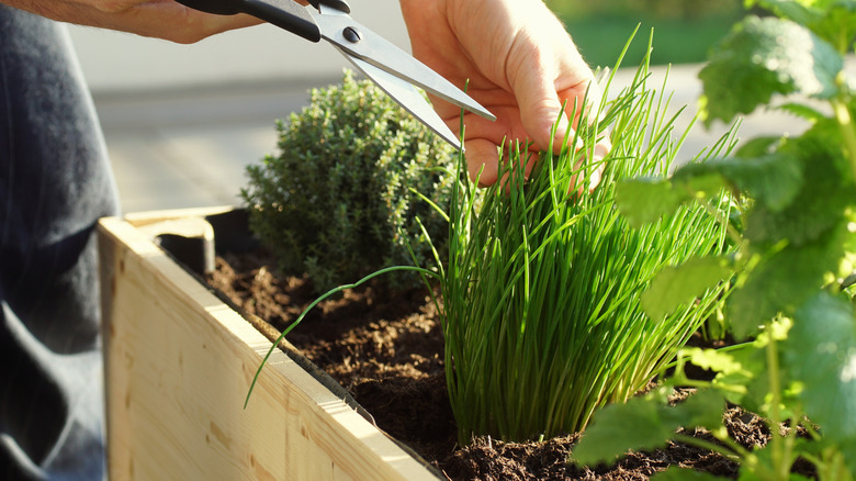 Person uses scissors to cut chives growing in a planter box