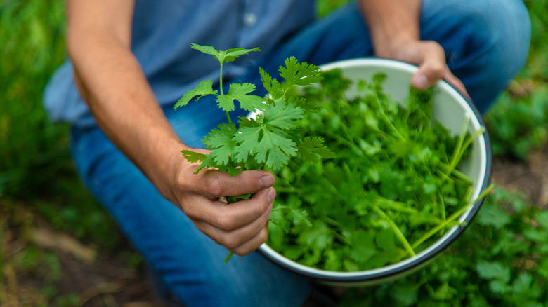Person kneels with a bowl of cilantro, offering a sprig