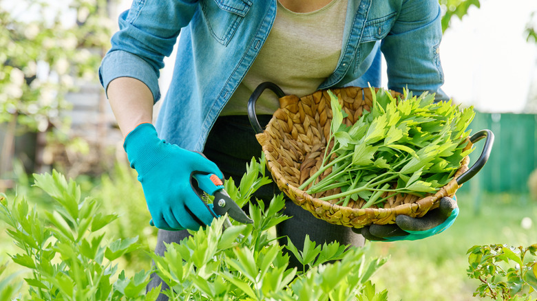 Person wearing garden gloves holds a basket and harvests lovage with clippers