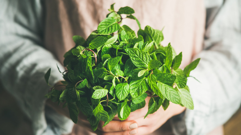 Peron holding a bouquet of fresh mint