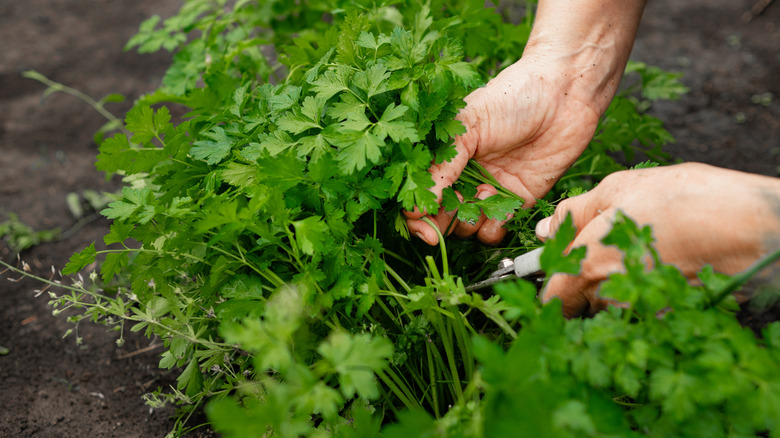 Person harvests parsley