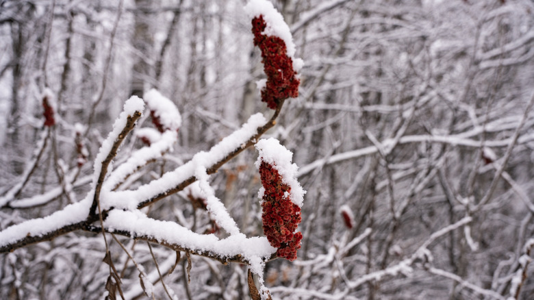 Staghorn sumac inflorescence with snow