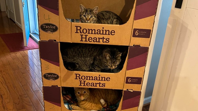 Cats in a cat hotel made from Sam's Club romaine hearts boxes