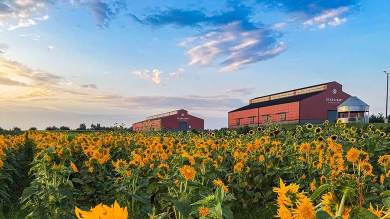A field of yellow flowers with a sweeping blue sky overhead, the red barns of the Starlight Distillery stand in the background.