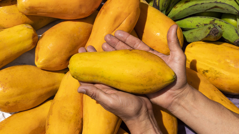 Person holding golden yellow papaya in hands, with more papayas in the background