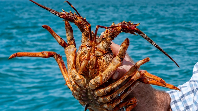 New Zealand Rock Lobster
