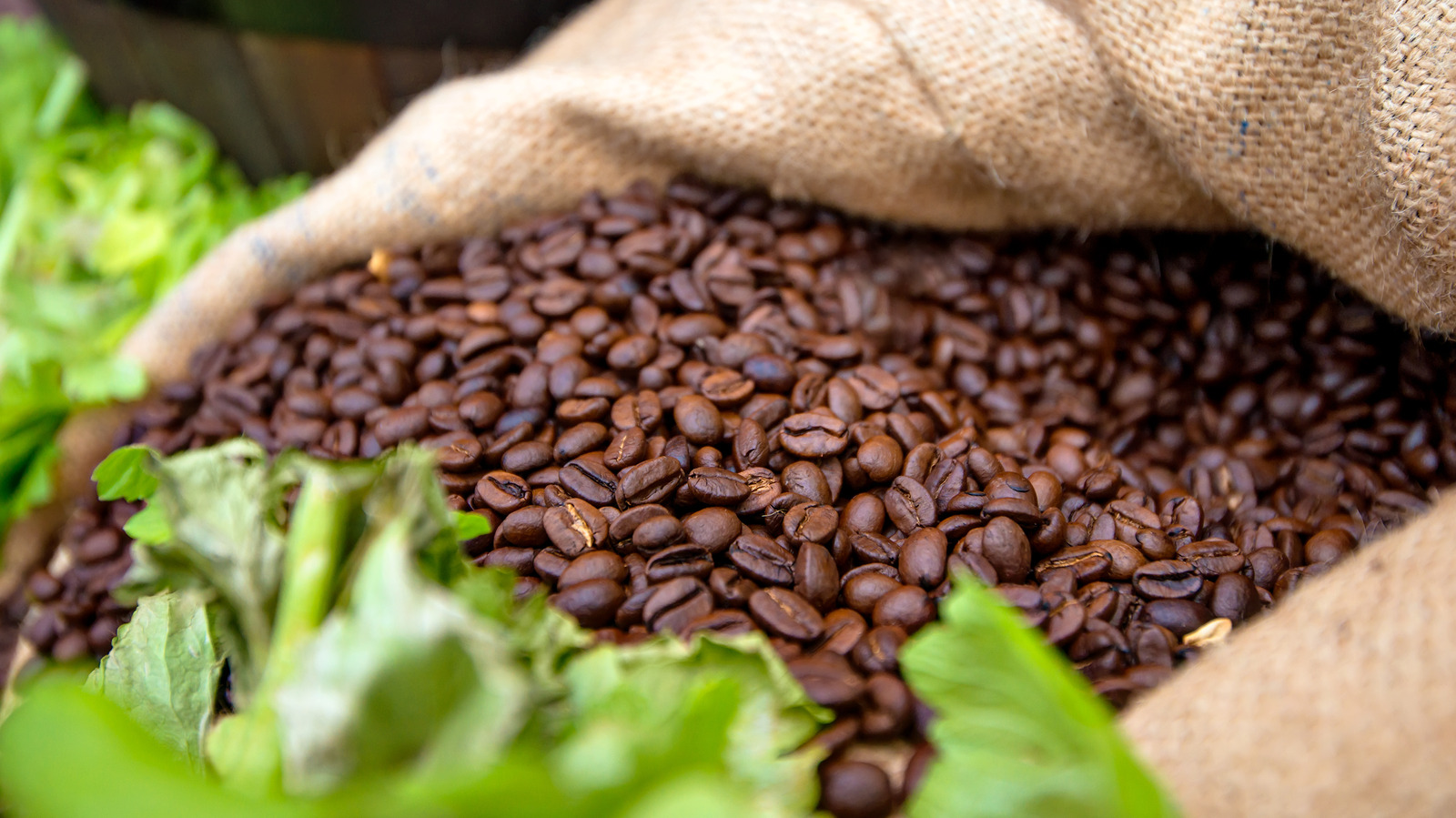 167YearOld Coffee Beans Were Discovered In Melbourne