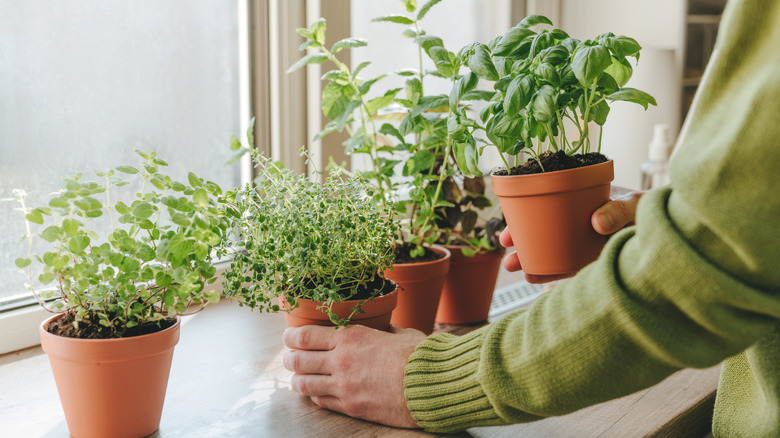 arranging kitchen herbs in pots