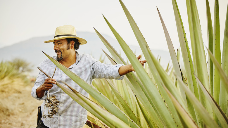 A man stands next to a huge agave plant in the desert