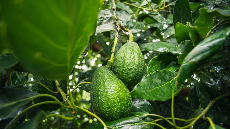 Two avocados growing on a tree