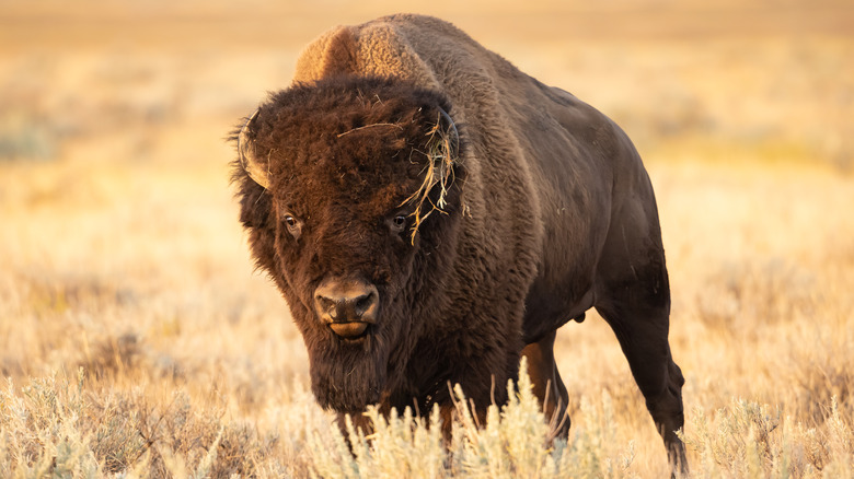 A bison standing on a yellow, grassy plain