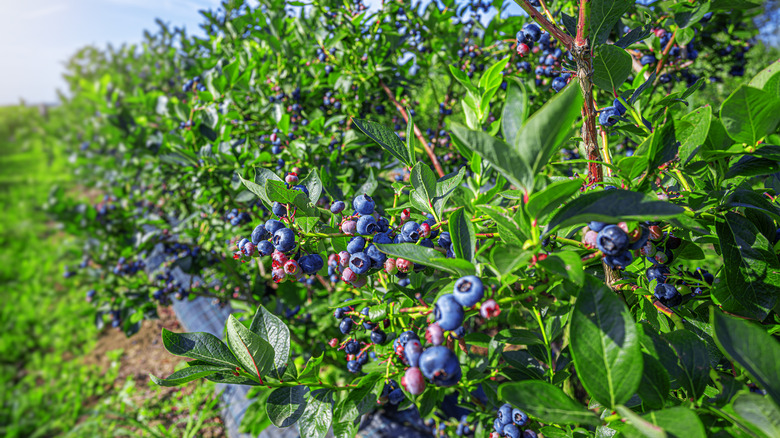 Rows of blueberry bushes full of blueberries