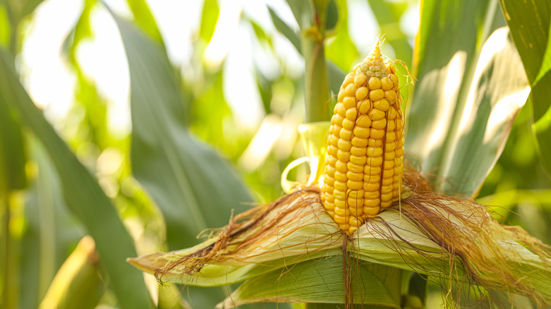 An ear of yellow corn poking out of a partially-peeled husk in a cornfeild