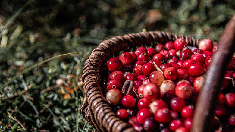 A close-up of cranberries in a woven basket in the grass