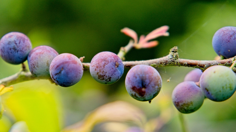 A close-up of a branch of wild huckleberries